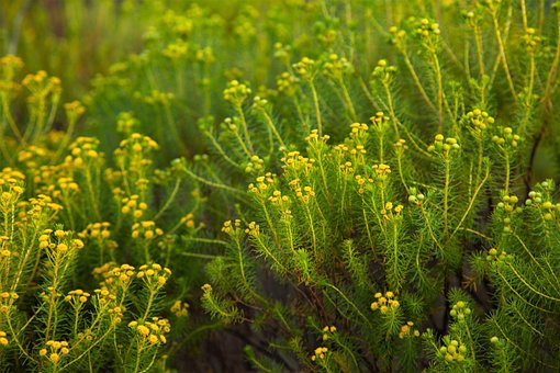 Free Flowers Foliage photo and picture