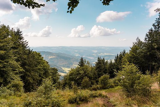 Træer, Skov, Schwarzwald, Bjerge