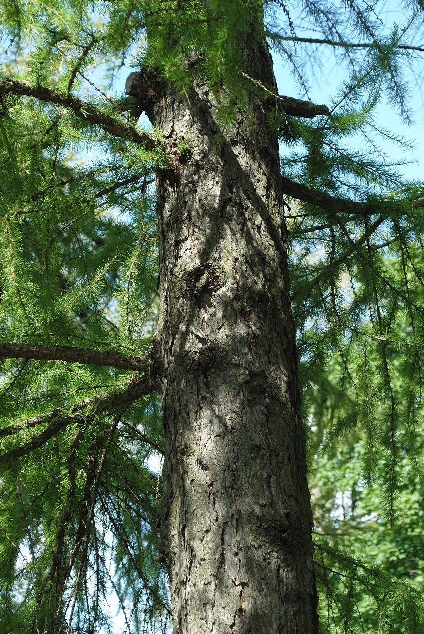 Download free HD stock image of Tree Nature Free Tree Nature photo and picture