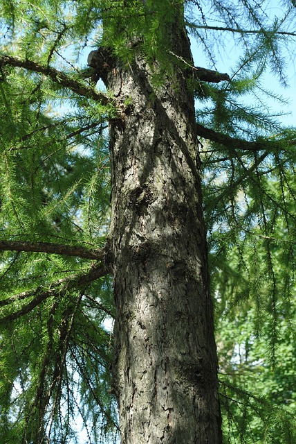 Free Tree Nature photo and picture
