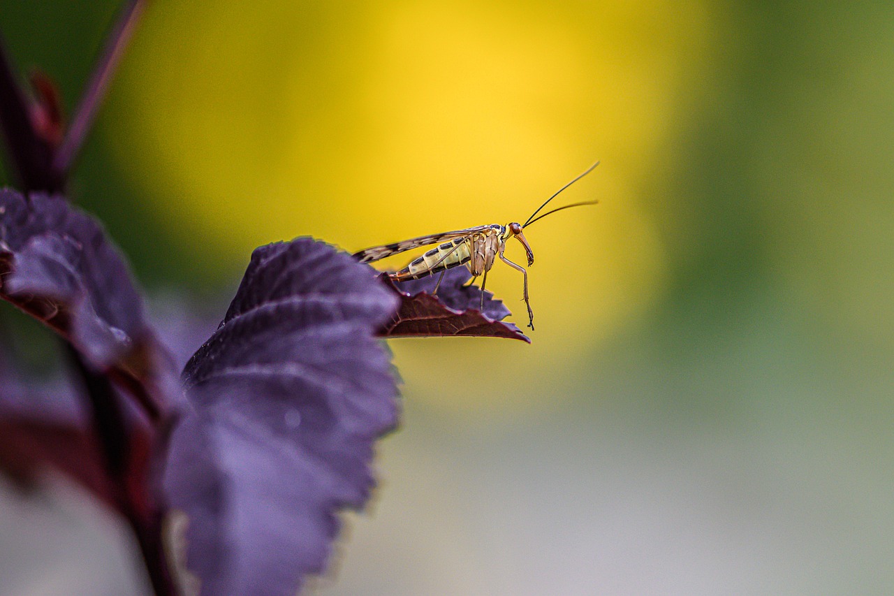 Fly - free online jigsaw puzzle photo