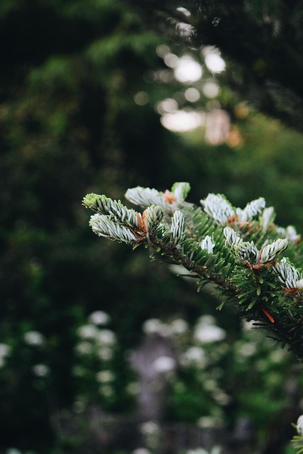 Free Tree Evergreen photo and picture
