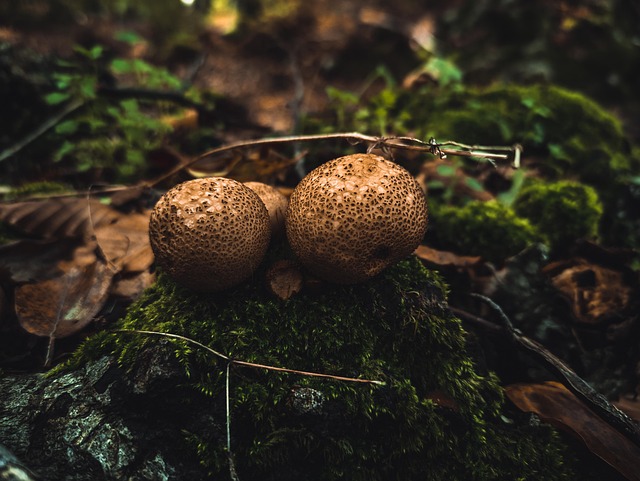 Free Mushrooms Earthball photo and picture