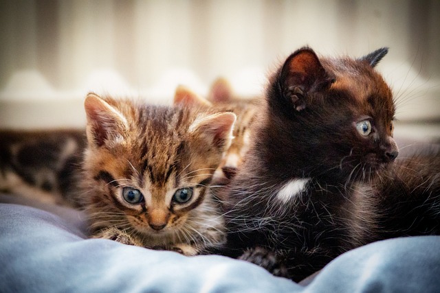 Free Cats Kittens photo and picture