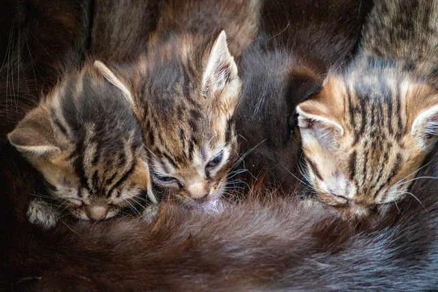Free Kittens Cats photo and picture