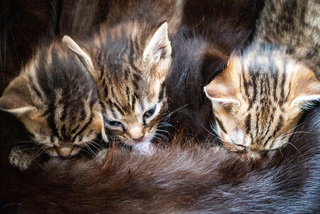 Free Kittens Cats photo and picture