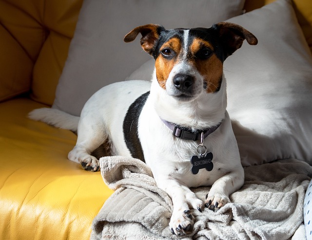 Free Dog Jack photo and picture