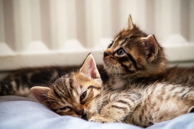 Free Kittens Cats photo and picture