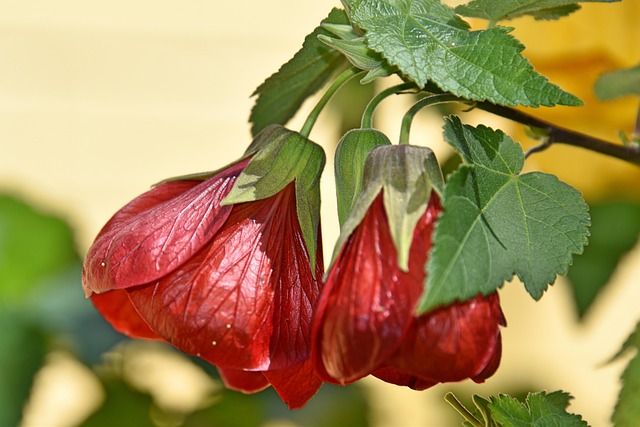 Free Groundcherry Flower Wallpaper photo and picture