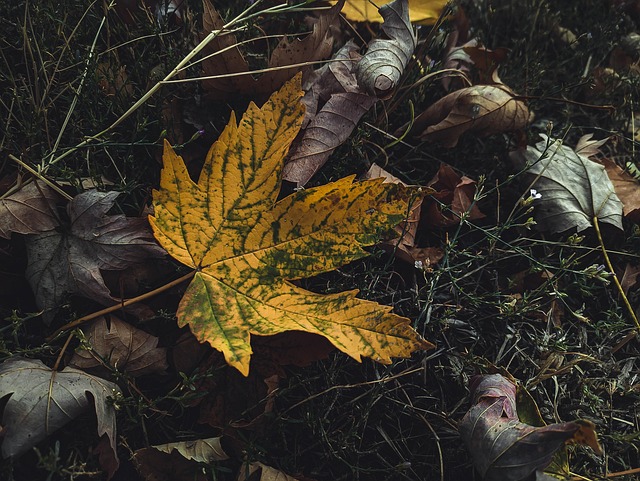 Free Leaf Foliage photo and picture
