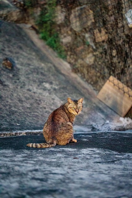 Free Cat Feline photo and picture