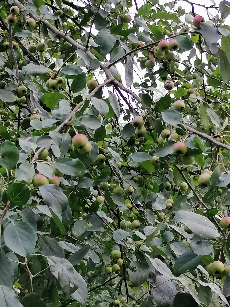 Apple Tree Nature - Free photo on Pixabay - Pixabay
