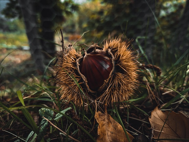 Free Chestnut Nature photo and picture