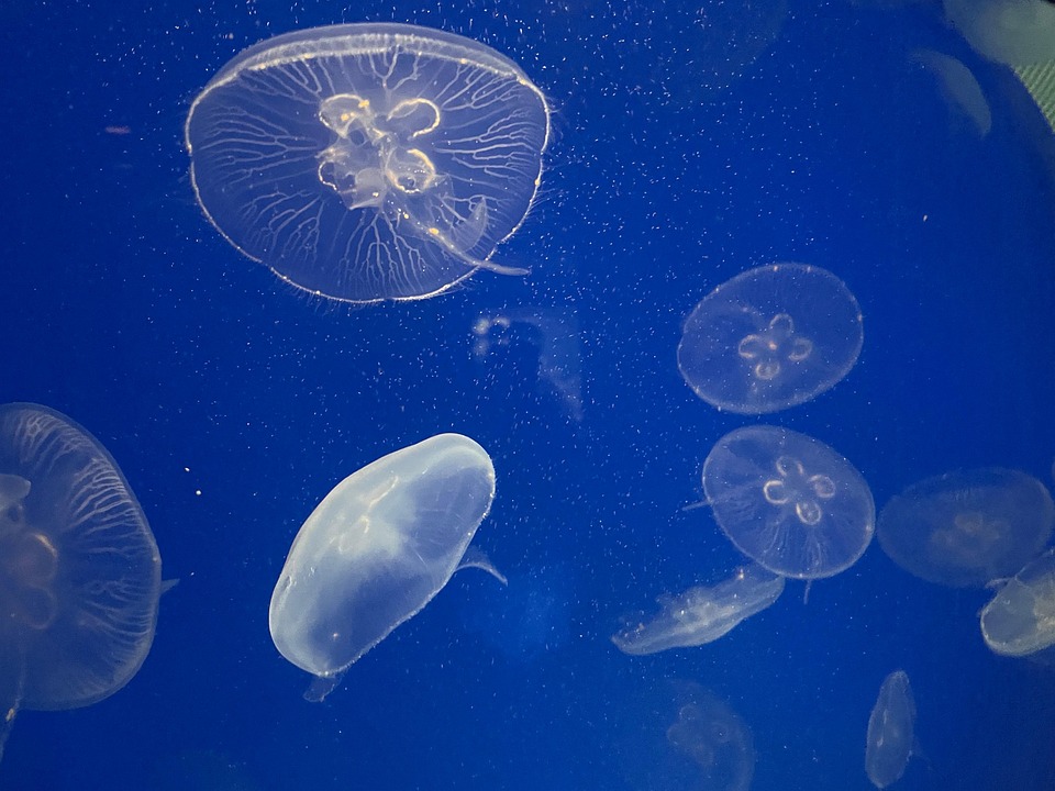 クラゲ 自然 海洋 - Pixabayの無料写真 - Pixabay