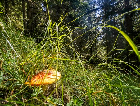 Free Mushroom Wild Mushroom photo and picture