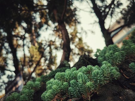 Free Tree Flower photo and picture
