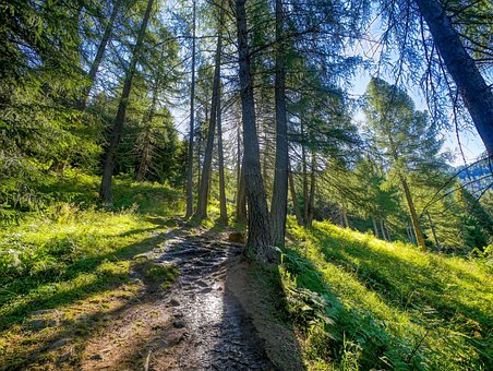 Free Path Trees photo and picture