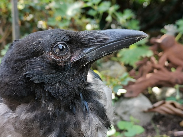 Pássaros, Corvo, Corvo Encapuzado