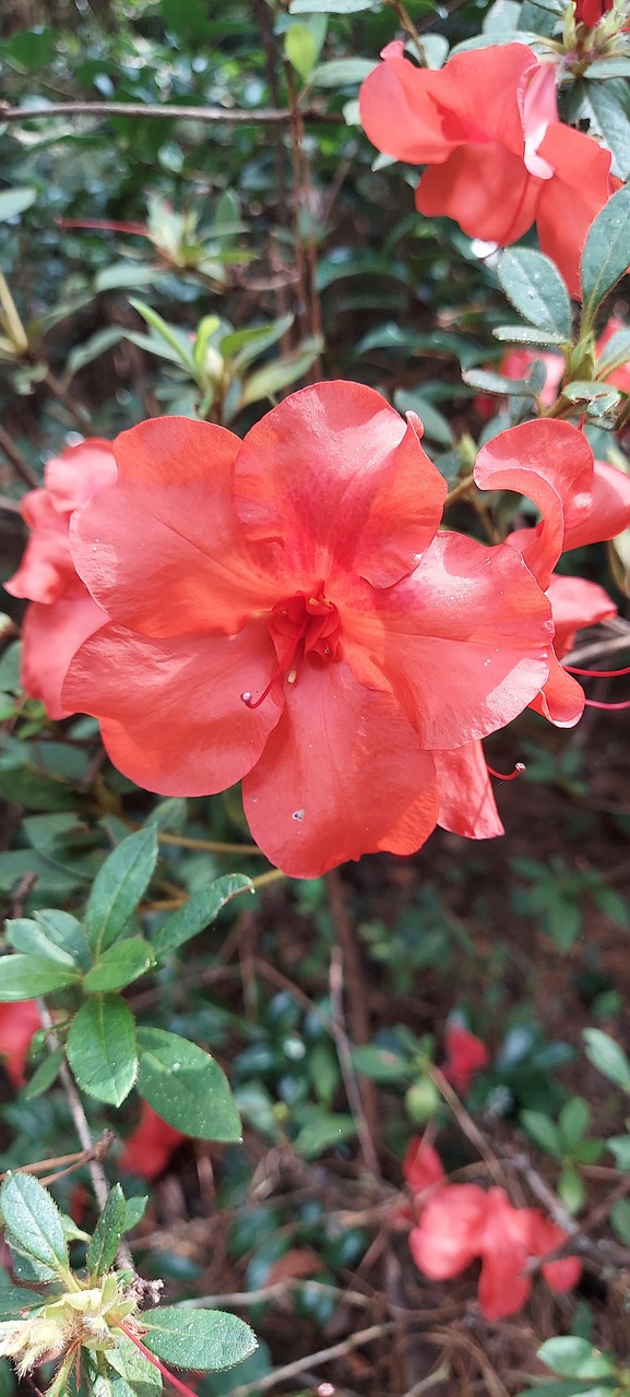 Red Encore Azalea Bloom Nature - Free photo on Pixabay - Pixabay