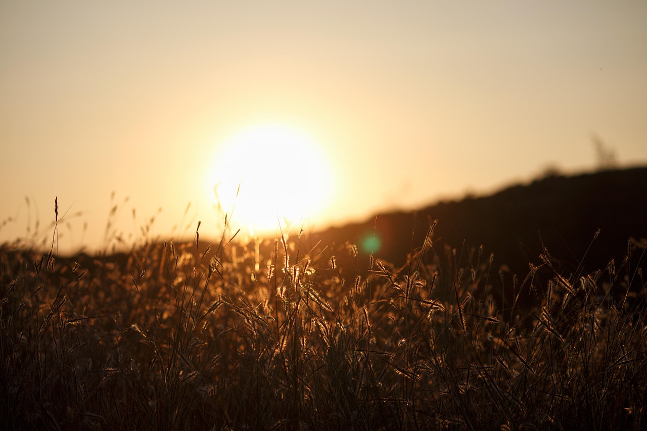 Golden Hour Meadow Grass Free photo on Pixabay Pixabay