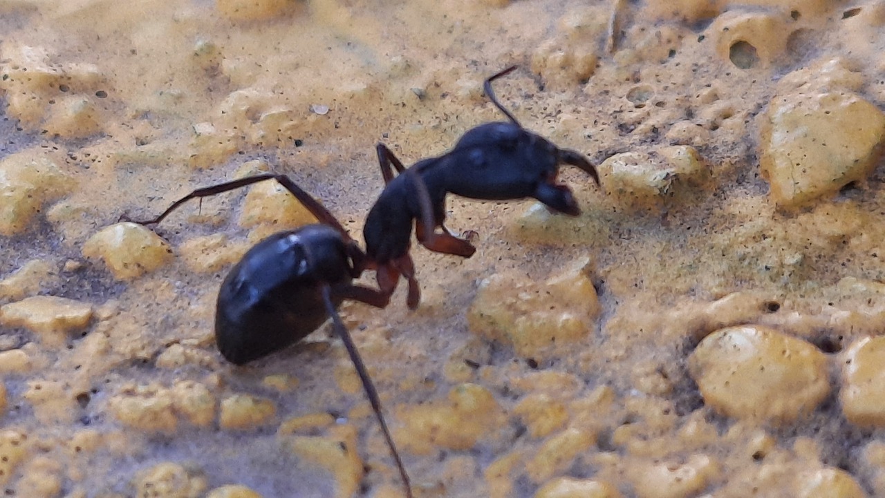Ant Insect Closeup - Free image on Pixabay