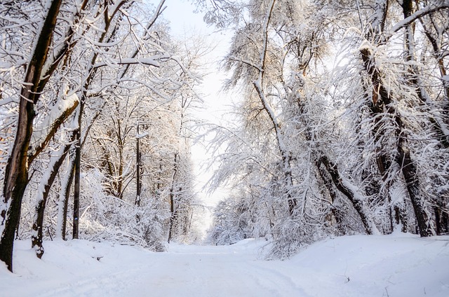 Free Pathway Road photo and picture