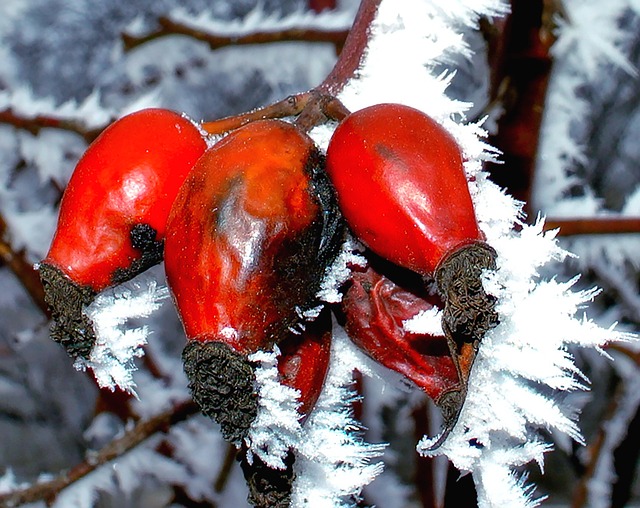 Free Winter Snow photo and picture