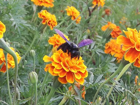 Free Flor Amarillo photo and picture