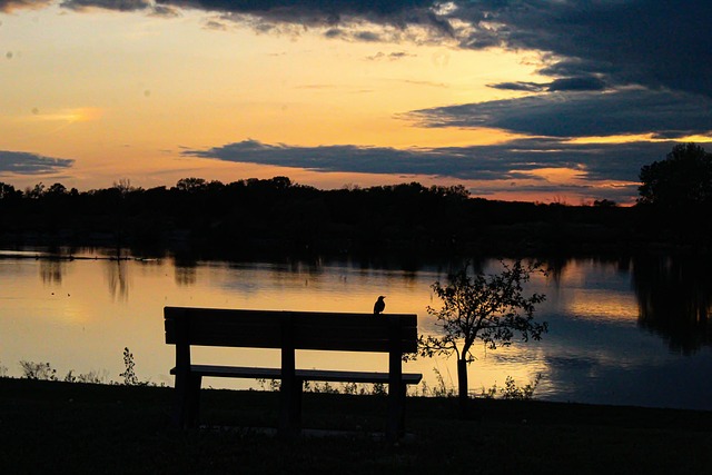 Lavice, Pták, Jezero, Park, Příroda