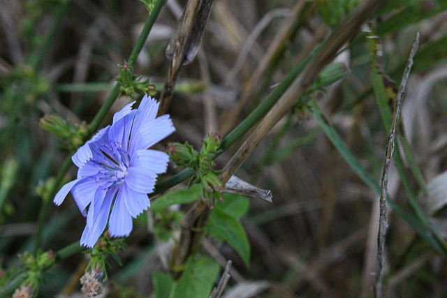 Květ, Nachový, Bloom, Příroda, Flóra