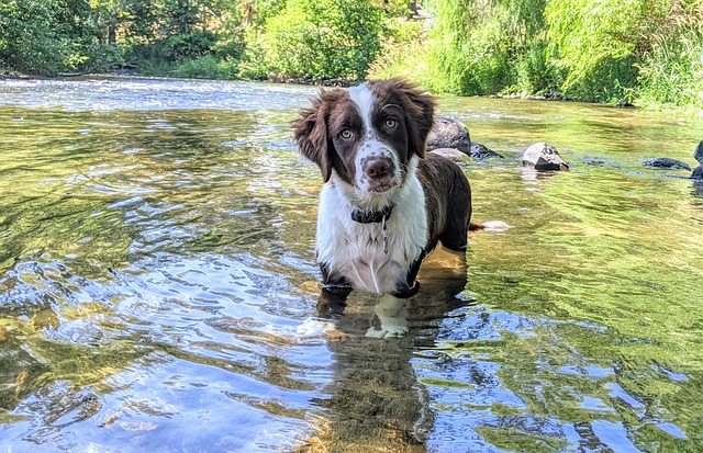 Free Dog Puppy photo and picture
