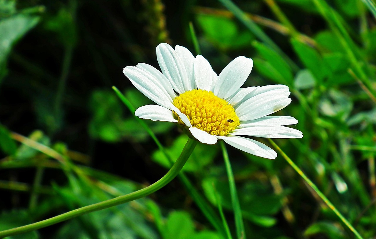Fleur Bloom Fleurir - Photo gratuite sur Pixabay - Pixabay