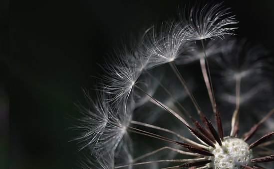 Free Dandelion Flower photo and picture