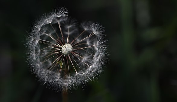 Free Dandelion Beautiful Flowers photo and picture