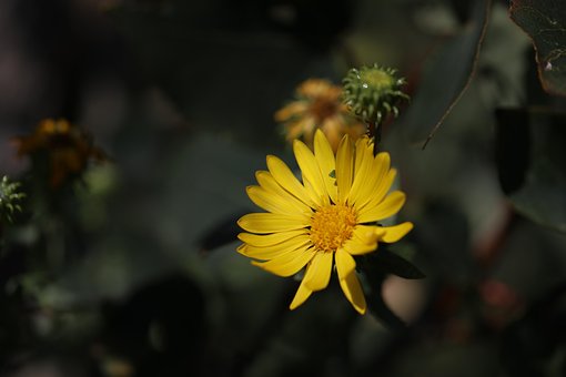 Free Gumweed Flower photo and picture