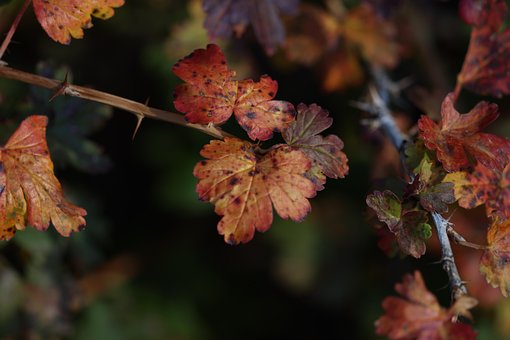 Free Leaves Autumn photo and picture