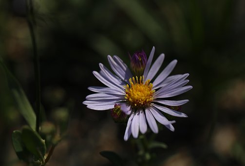 Free Western Aster Flower Wallpaper photo and picture