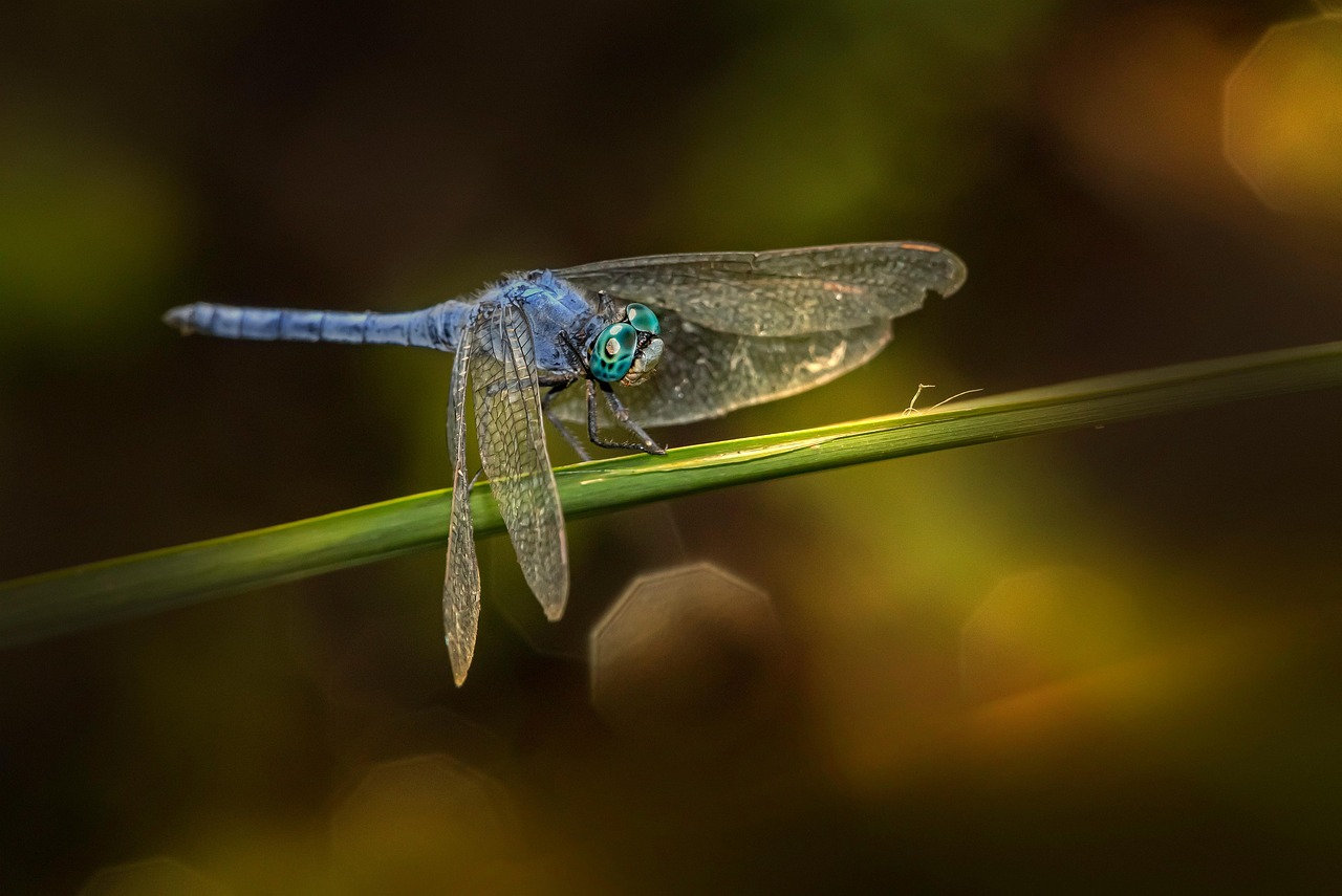 남부 스키머 잠자리 곤충 Orthetrum - Pixabay의 무료 사진 - Pixabay