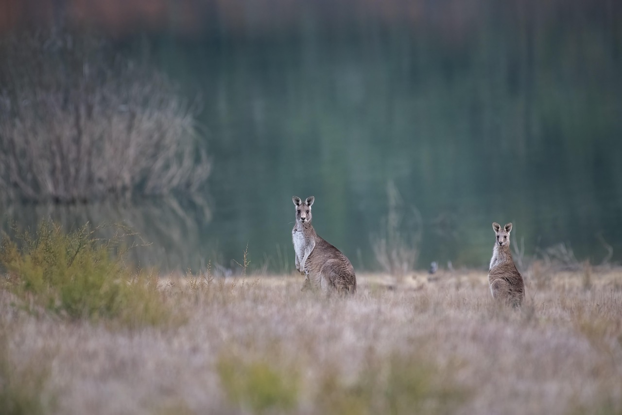 Kangaroo - free online jigsaw puzzle photo