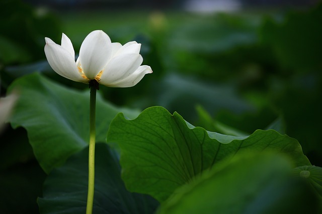Lótus, Nenúfar, Flor Branca