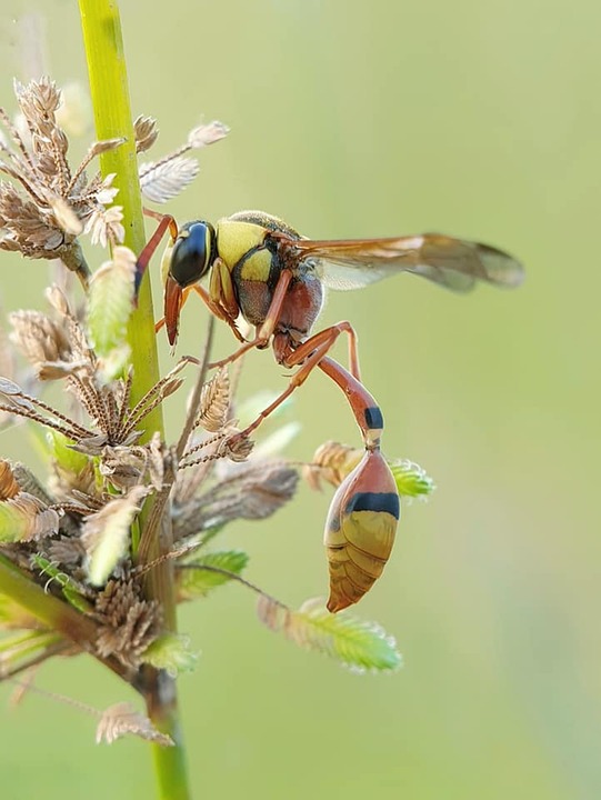 昆虫 大黄蜂 授粉 - Pixabay上的免费照片 - Pixabay