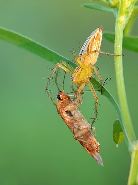 Sur Avant Insect Insectes Bugs Nature - Photo gratuite sur Pixabay - Pixabay