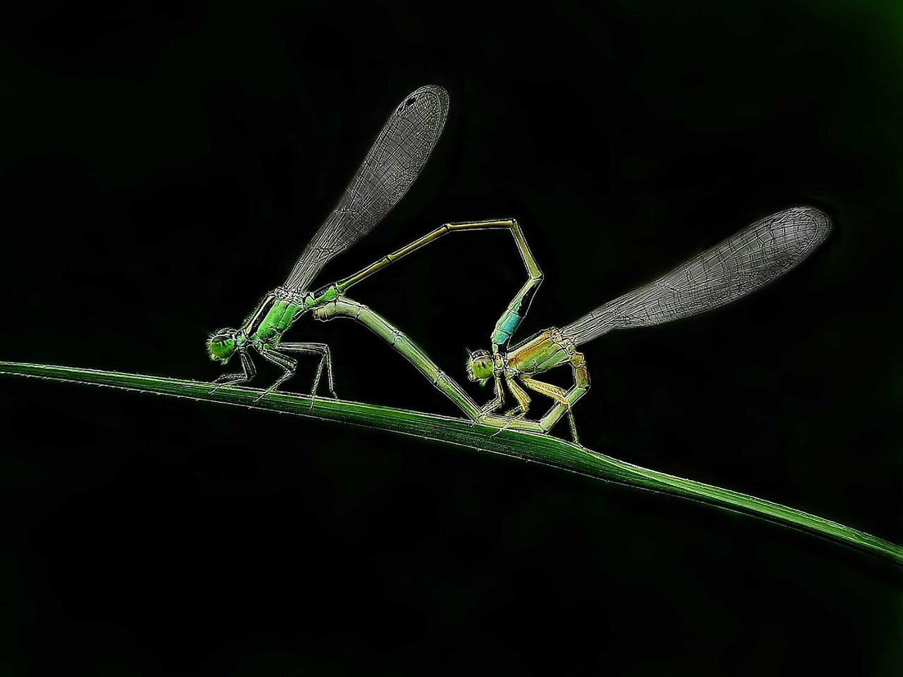 Dragonflies Insects Entomology - Free photo on Pixabay - Pixabay