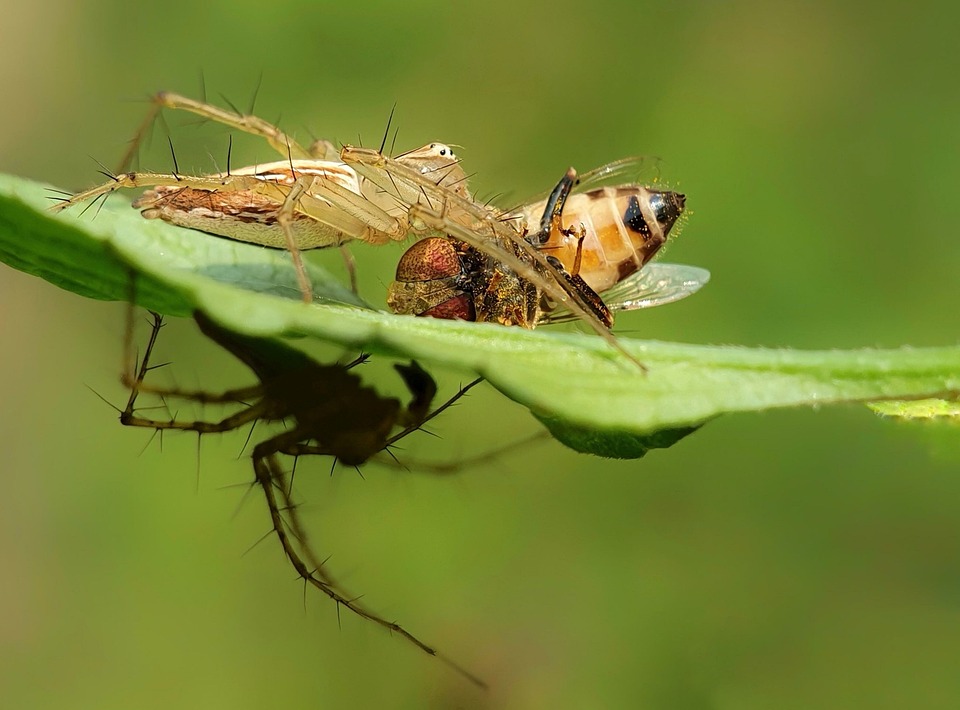 Meon Insecto Insecto Abeja Apareamiento - Foto gratis en Pixabay