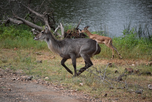 Free Antelope Safari photo and picture