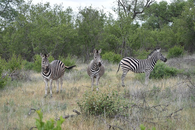 Free Zebra South Africa photo and picture