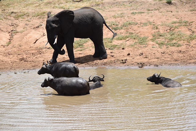 Free Animal Elephant photo and picture
