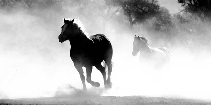 Free Animal Horse photo and picture
