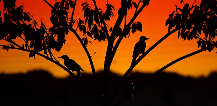 Free Nature Tree photo and picture