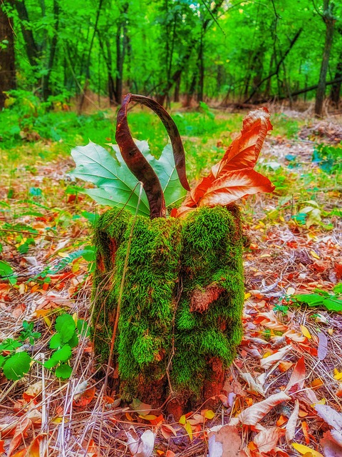 Free Autumn Forest photo and picture